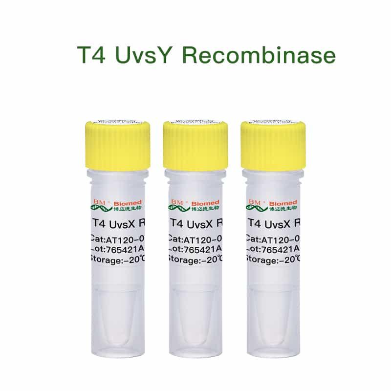 T4 UvsX Recombinase (T4重组酶)
