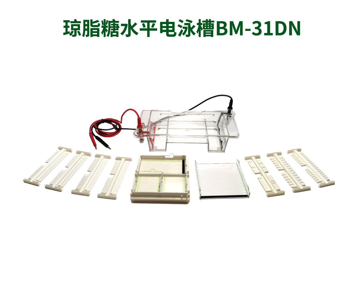 琼脂糖水平电泳槽BM-31DN