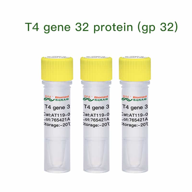 T4 gene 32 protein (gp 32)