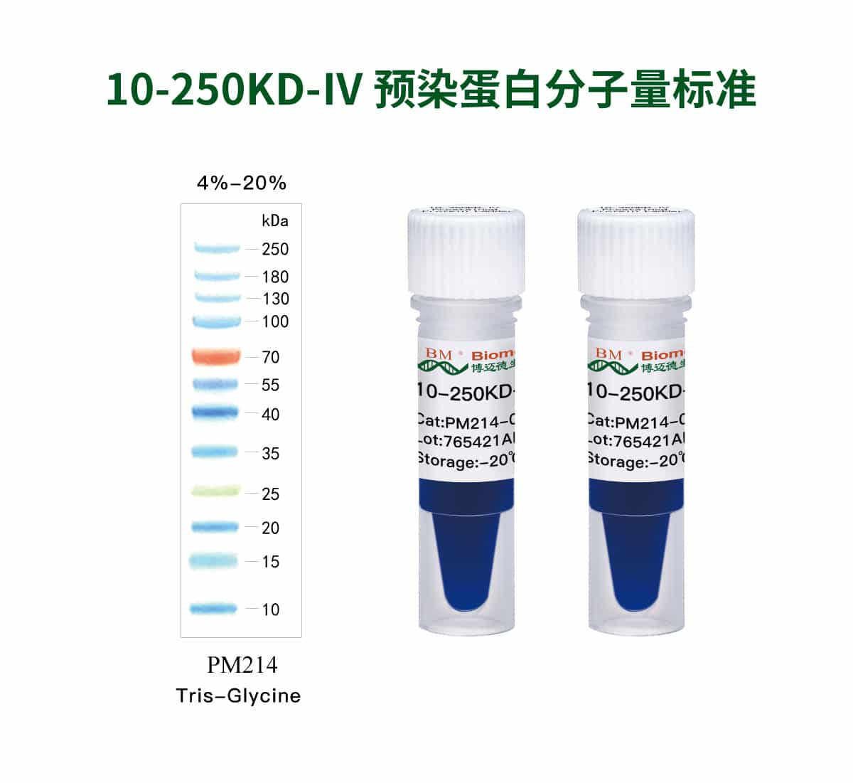 10-250KD-Ⅳ 预染蛋白分子量标准
