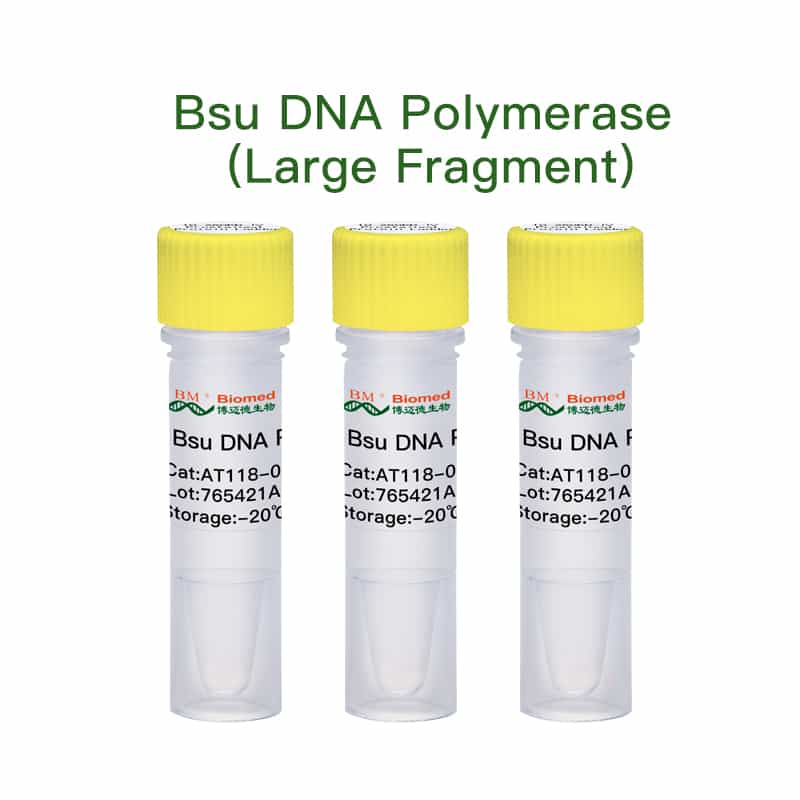 Bsu DNA Polymerase (Large Fragment)