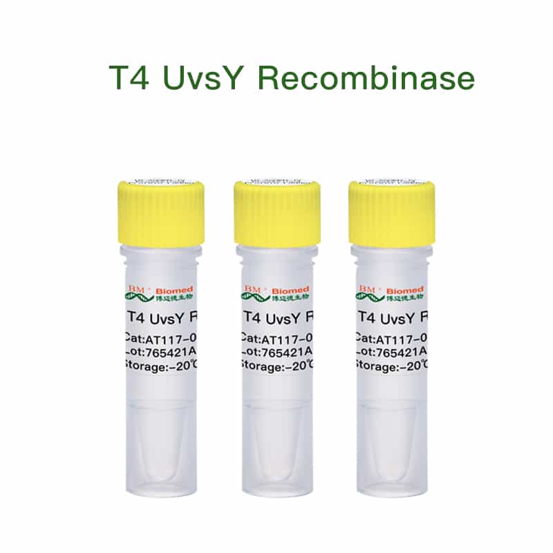 T4 UvsY Recombinase (T4重组酶辅助蛋白)