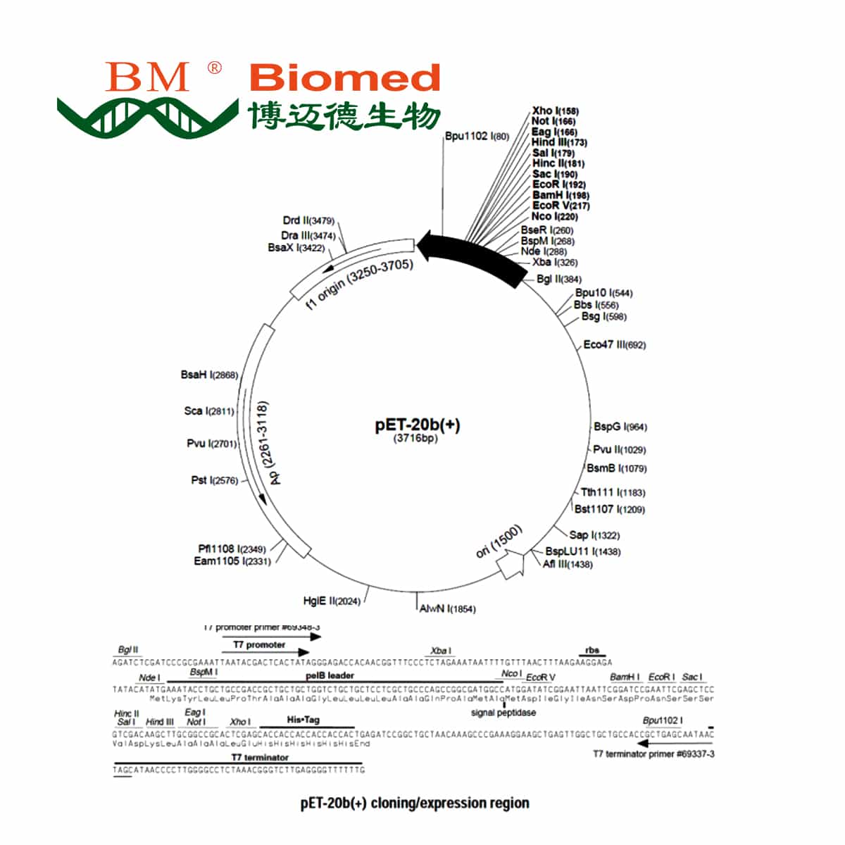 pET20b