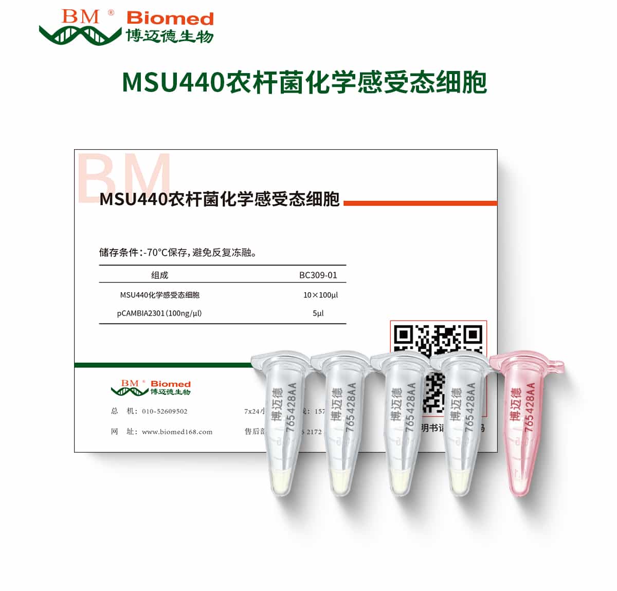 MSU440农杆菌化学感受态细胞