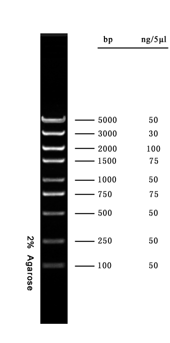 5000marker条带图,takara5000marker条带 bm5000 dna marker