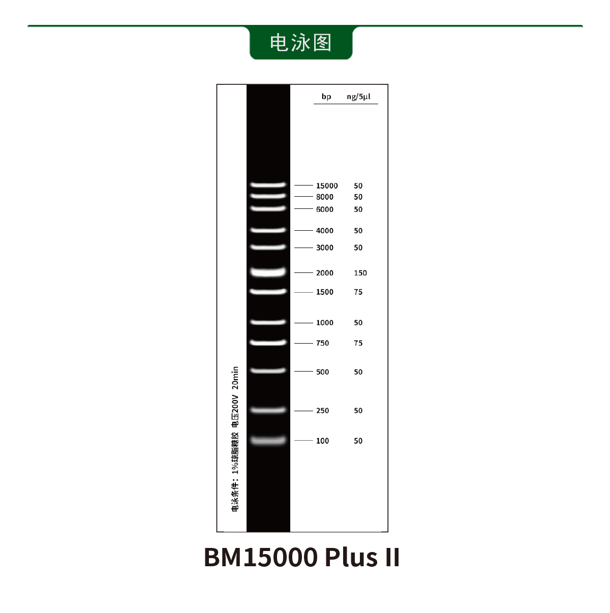 MD127-BM15000-II-Plus-DNA-Marker_04.jpg