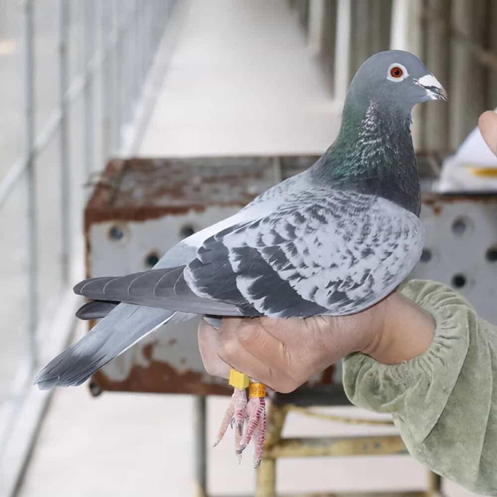 解锁竞翔密码 · 精准基因检测