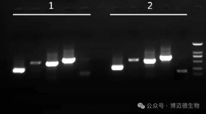 免提取DNA,轻松搞定小鼠基因分型