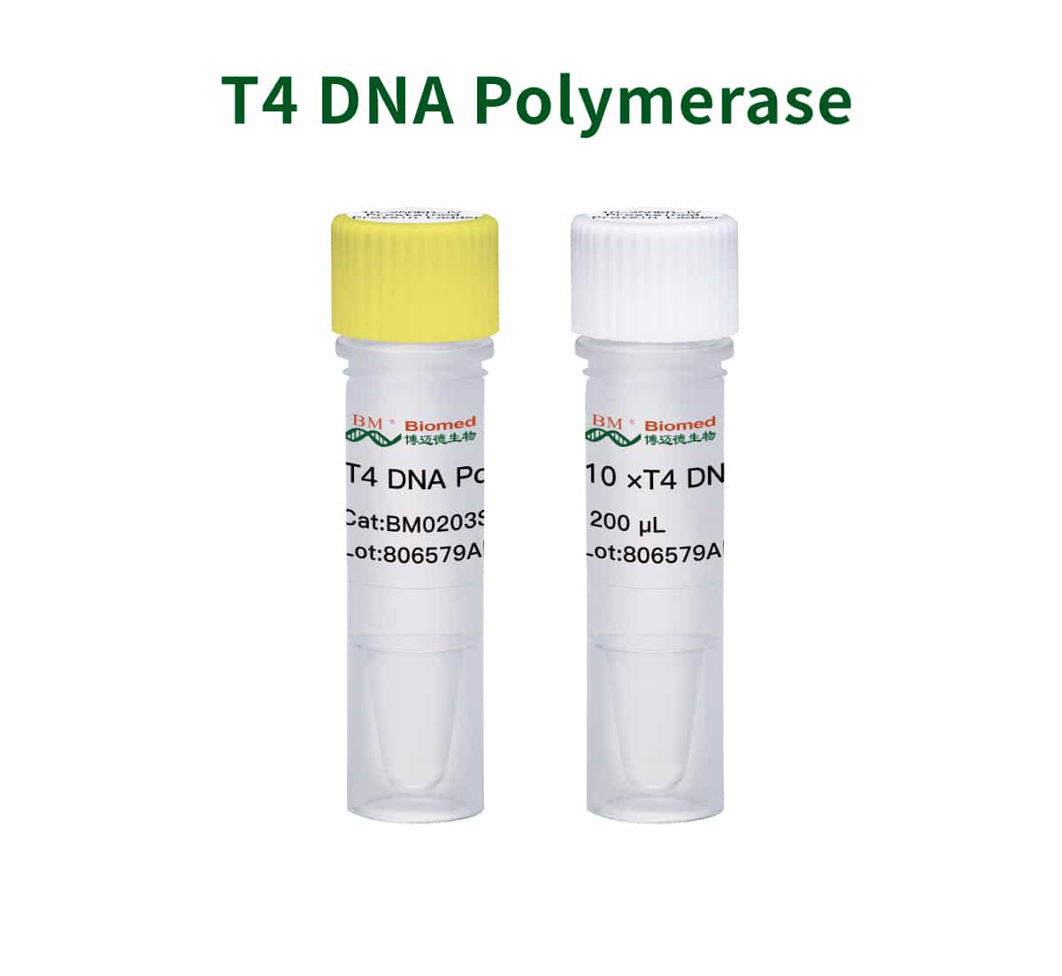 T4 DNA Polymerase