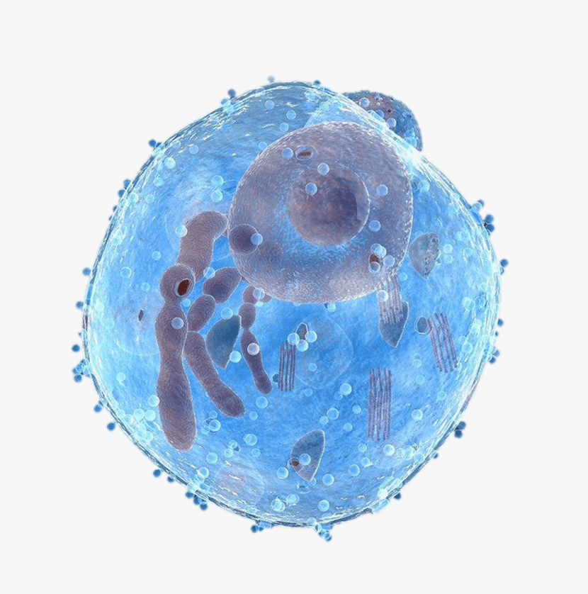 人肺腺癌细胞(胸水)；calu 3