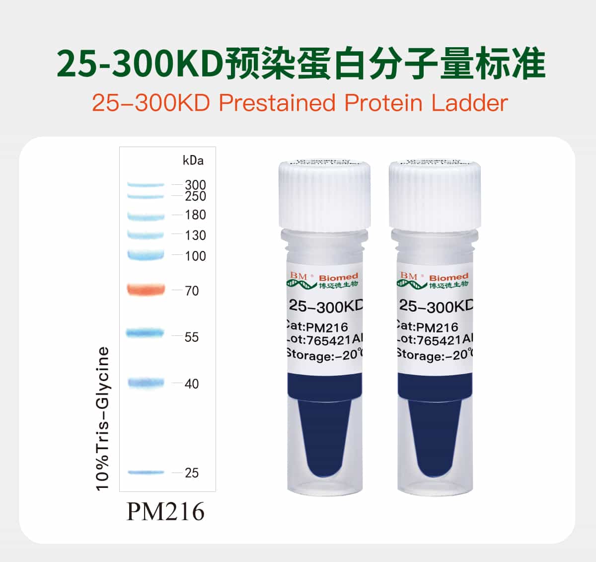 25-300KD Prestained Protein Ladder