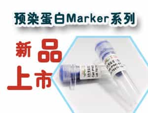 预染蛋白Marker系列新品上市，钜惠来袭