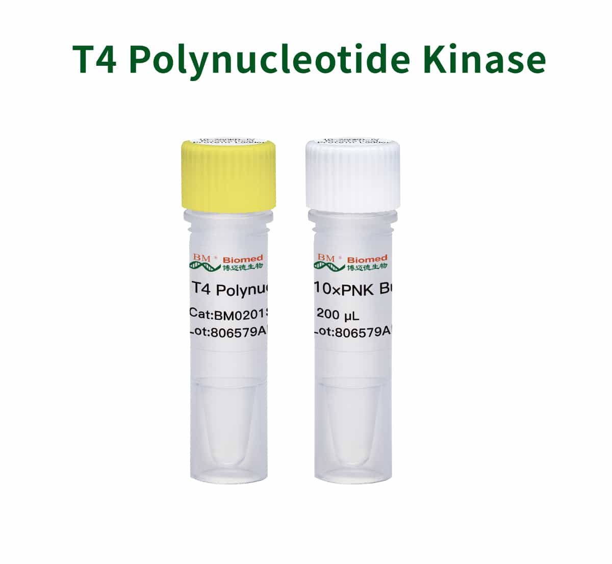 T4 Polynucleotide Kinase