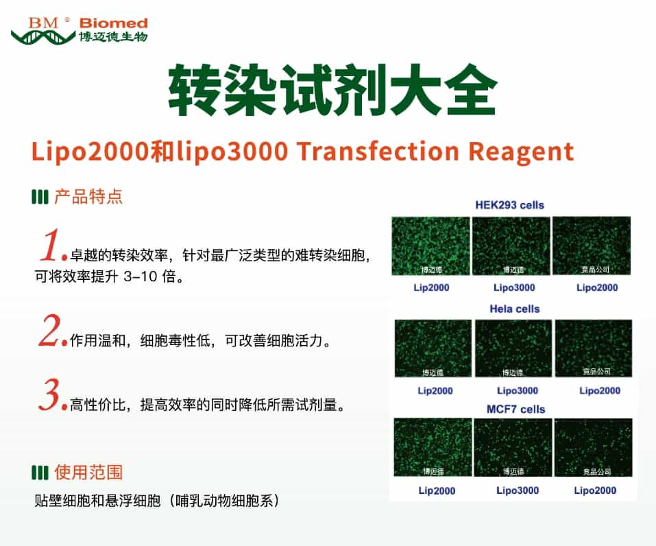 Lipo2000 Transfection Reagent