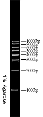 1kbladderdnamarker200次250ul4