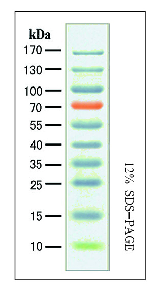 蓝色预染蛋白质marker宽20次