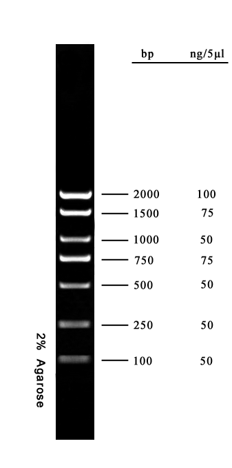 DNAmarker标准条带图图片
